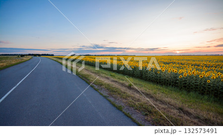 Empty asphalt road stretching out near the sunflower field in the evening 132573491