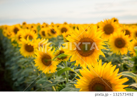 Bright yellow sunflowers blooming in endless field in the evening Bright yellow sunflowers blooming in endless field in the evening 132573492