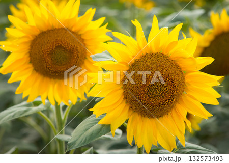 Close-up picture of two beautiful sunflowers in field Close-up picture of two beautiful sunflowers in field 132573493