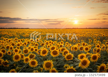 Beautiful sunset over big golden sunflower field in the countryside 132573499