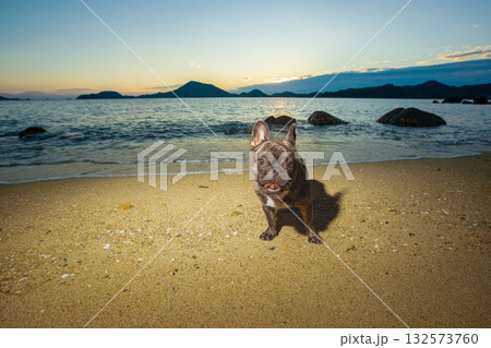 海岸で散歩する犬 海岸で散歩する犬 132573760