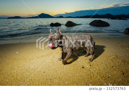 海岸で散歩する犬 132573763