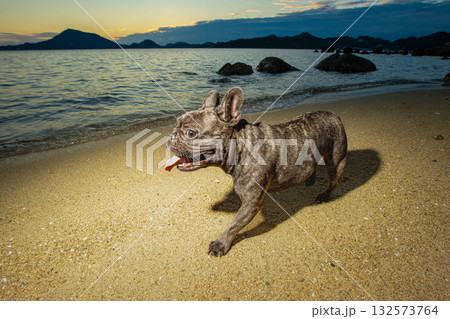 海岸で散歩する犬 132573764