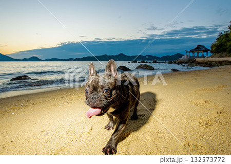 海岸で散歩する犬 132573772