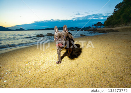 海岸で散歩する犬 海岸で散歩する犬 132573773