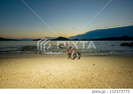 海岸で散歩する犬 132573775