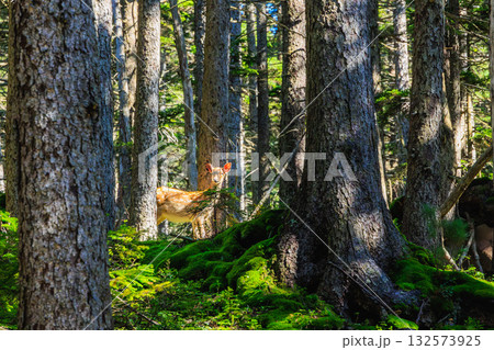 木漏れ日の森とエゾシカ ― 北海道の原生林 132573925