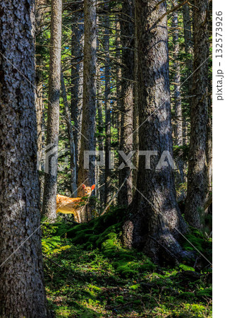 森の静寂にたたずむエゾシカ ― 雌阿寒岳登山道にて 森の静寂にたたずむエゾシカ ― 雌阿寒岳登山道にて 132573926
