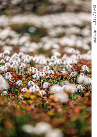Fluffy Cotton Grass on Mt. Asahidake ― A Whisper o 132573942