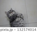 床でごろごろする猫 132574014