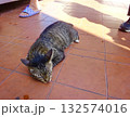 オレンジの床で眠る野良猫 132574016