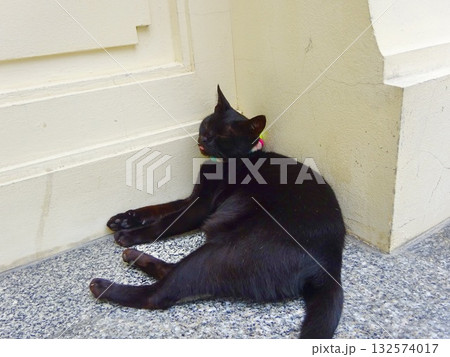 お寺の壁にもたれて眠る黒猫 132574017