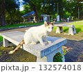 公園のベンチに座る野良猫 132574018