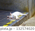 地面でスヤスヤ眠る子猫 132574020