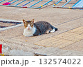 地面に座って見つめる野良猫 132574022