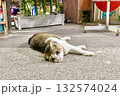 ごろんとして見つめる猫 132574024