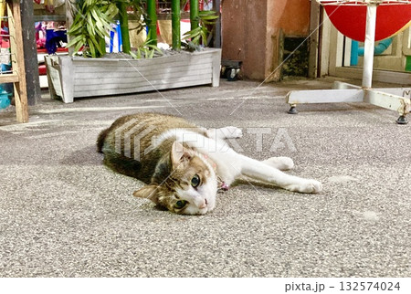 ごろんとして見つめる猫 132574024