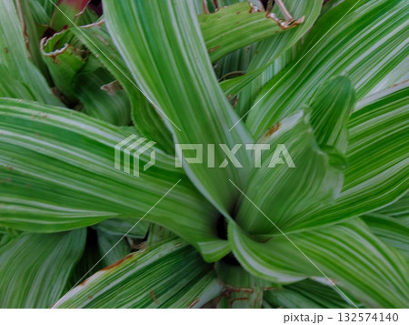 Nidularium innocentii var. lineatum Nidularium innocentii var. lineatum 132574140