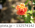 バラ 132574142