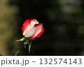 赤いバラ 132574143