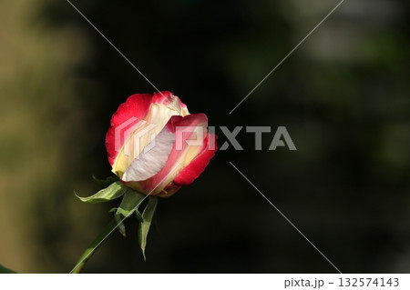 赤いバラ 132574143