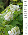 白いカシワバアジサイの花 132574145
