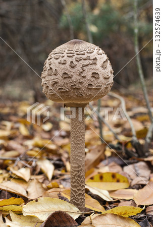 Young parasol mushroom (macrolepiota procera) against the background of the autumn forest 132574639