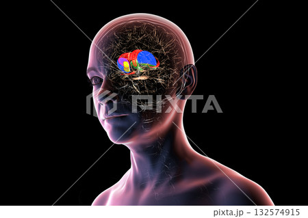 Basal ganglia in human brain, 3D illustration 132574915