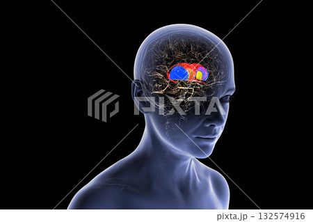 Basal ganglia in human brain, 3D illustration 132574916