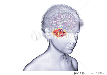 Human brain with highlighted cerebellum, 3D illustration Human brain with highlighted cerebellum, 3D illustration 132574917