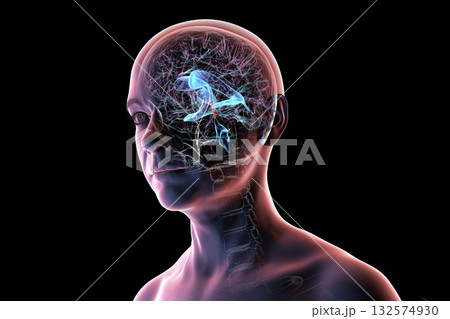 Cerebral aqueduct and ventricles, 3D illustration Cerebral aqueduct and ventricles, 3D illustration 132574930
