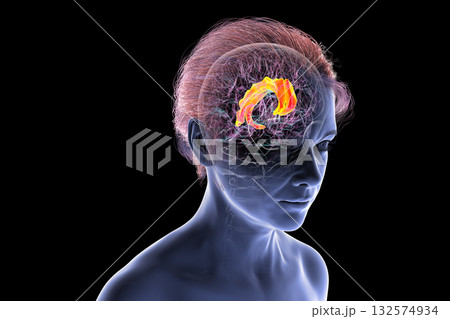 Human brain highlighting the cingulate gyrus, 3D illustration Human brain highlighting the cingulate gyrus, 3D illustration 132574934