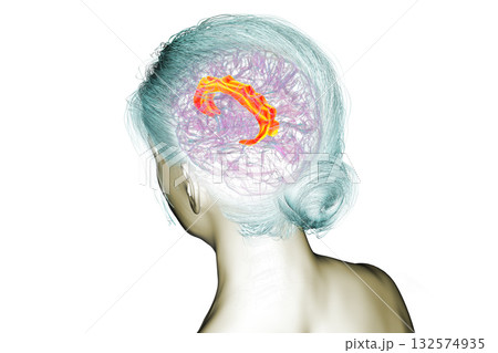Human brain highlighting the cingulate gyrus, 3D illustration 132574935