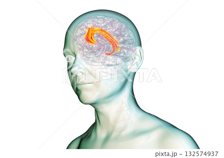 Human brain highlighting the cingulate gyrus, 3D illustration 132574937