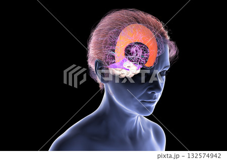 Falx cerebri and tentorium cerebelli, 3D illustration Falx cerebri and tentorium cerebelli, 3D illustration 132574942