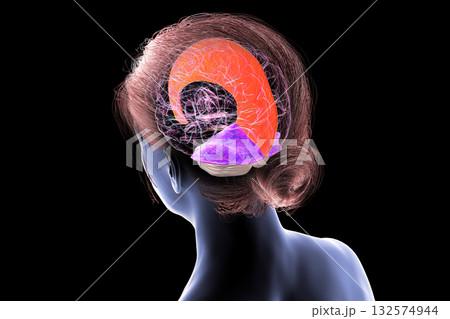 Falx cerebri and tentorium cerebelli, 3D illustration 132574944