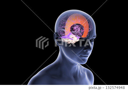 Falx cerebri and tentorium cerebelli, 3D illustration Falx cerebri and tentorium cerebelli, 3D illustration 132574948
