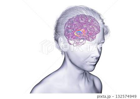 Brain fornix, 3D illustration Brain fornix, 3D illustration 132574949