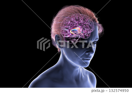Brain fornix, 3D illustration 132574950