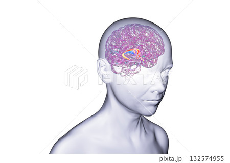 Brain fornix, 3D illustration 132574955