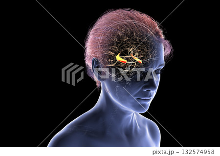 Human brain with highlighted hippocampus, a key structure involved in memory, learning, and emotional regulation, 3D illustration 132574958