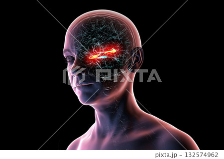 Human brain with highlighted hippocampus, a key structure involved in memory, learning, and emotional regulation, 3D illustration 132574962