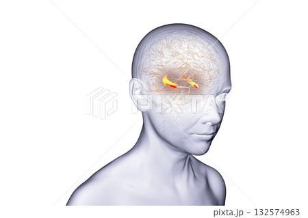 Human brain with highlighted hippocampus, a key structure involved in memory, learning, and emotional regulation, 3D illustration Human brain with highlighted hippocampus, a key structure involved in memory, learning, and emotional regulation, 3D illustration 132574963