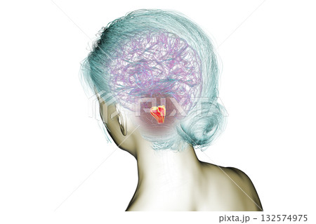 Medulla oblongata highlighted in human brain, 3D illustration 132574975