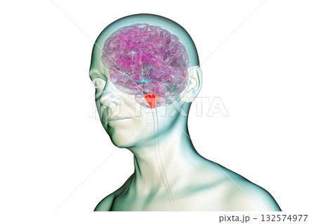 Medulla oblongata highlighted in human brain, 3D illustration 132574977