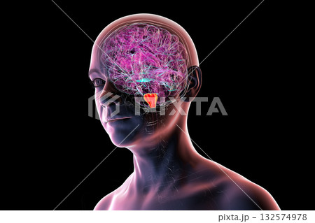 Medulla oblongata highlighted in human brain, 3D illustration 132574978