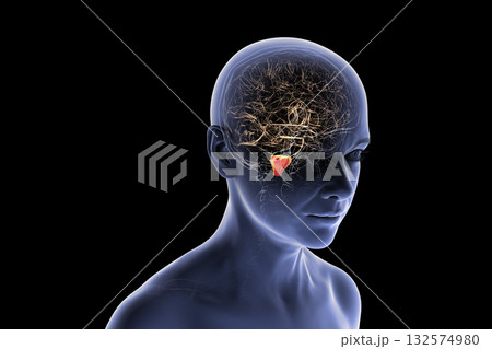 Medulla oblongata highlighted in human brain, 3D illustration 132574980