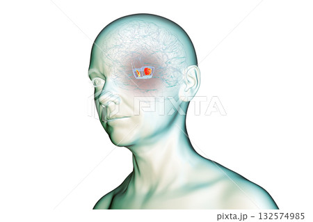 Human brain with highlighted substantia nigra, 3D illustration. Human brain with highlighted substantia nigra, 3D illustration. 132574985