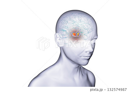 Human brain with highlighted substantia nigra, 3D illustration. 132574987