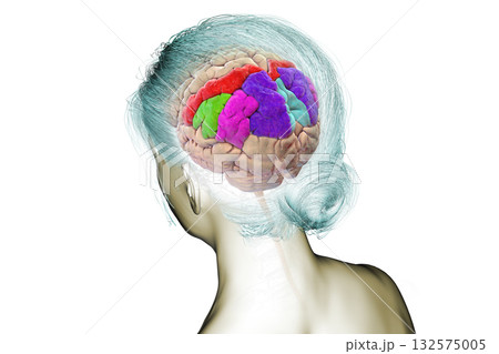 Brain parietal gyri, 3D illustration 132575005
